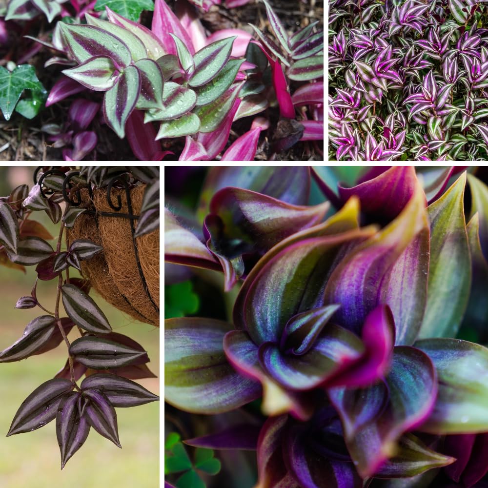 Purple Wandering Jew Plant Live, Tradescantia Zebrina Plants, 4 Inch Pot for Growing
