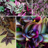 Purple Wandering Jew Plant Live, Tradescantia Zebrina Plants, 4 Inch Pot for Growing
