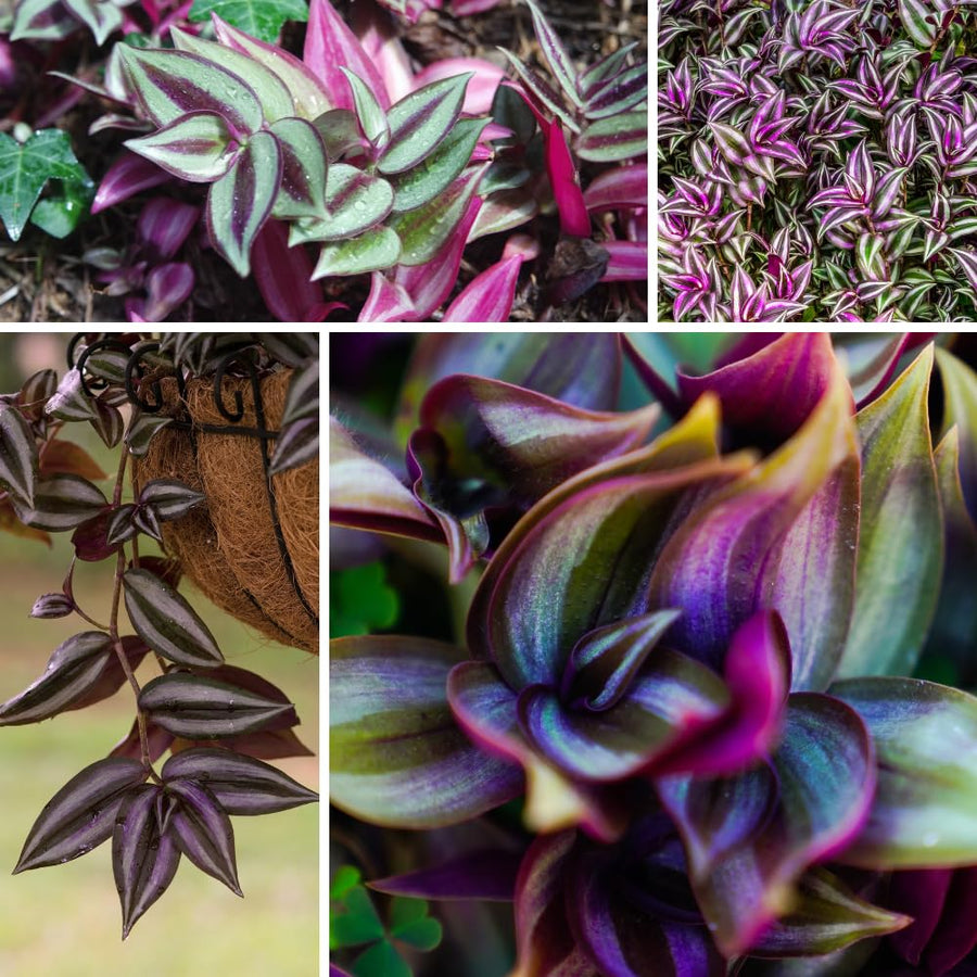 Purple Wandering Jew Plant Live, Tradescantia Zebrina Plants, 4 Inch Pot for Growing
