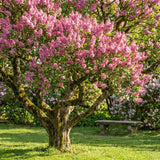 Pink Lilac Plants 12–18" Tall, Well Rooted Live Flowering Lilac Shrubs for Patio, Container and Backyard Landscaping