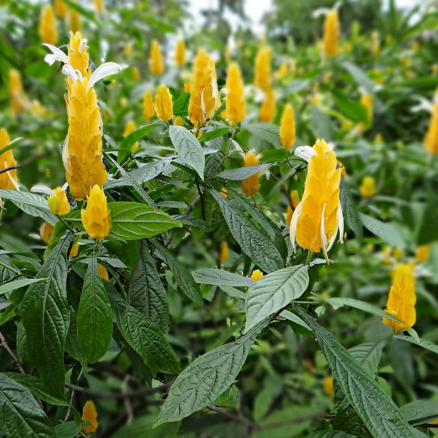 Yellow Shrimp Plants Live, Seedlings Justica Brandegeana Tree Bush, 5-9 Inches Tall