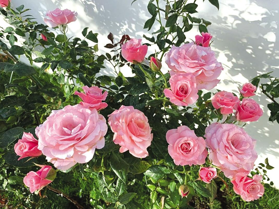 Pink Climbing Roses Live Plants 7 Months Old, Rose Bushes Ready to Plant 5-9" Tall, Very Fragrant, Can Grow As Climber or Bush Tree or Trellises, Walls, Fences