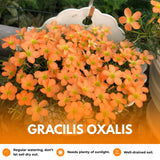 Oxalis Plant Live, Shamrock Spring Flower, 4 Inc Pot, Ornamental Oxalis Plant Live for Indoor Outdoor Garden, 4-8'' Tall (Orange)