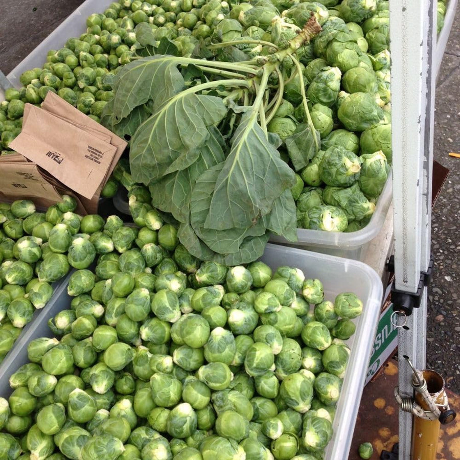 250+ Brussels Sprouts Seeds, Garden Seeds for Backyard Planting, Suitable for Outdoor Growing Conditions