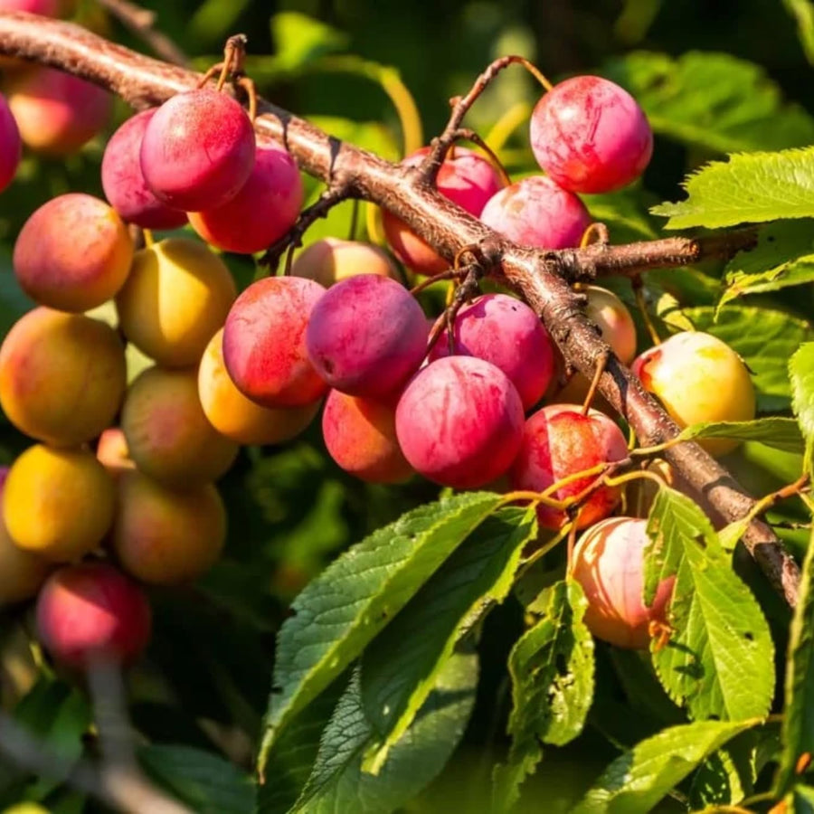 Wild Plum Tree Live Plant, 1.5-2 Feet Height, Bareroot Dormant Plum Plant Live for Planting Outdoors, Plum Tree Plant