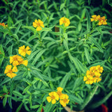 2 Tarragon Plants Live, Tarragon Herb Plant Indoor Outdoor, 5-9 Inch Tall, Tarragon Mint for Your Garden and Culinary Needs