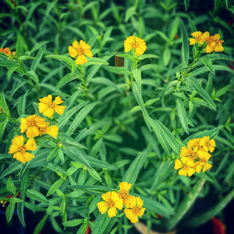2 Tarragon Plants Live, Tarragon Herb Plant Indoor Outdoor, 5-9 Inch Tall, Tarragon Mint for Your Garden and Culinary Needs