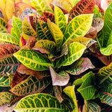 Croton Live Plant in 4 Inch Pot - 5 to 8 Inch Tall Colorful Tropical Houseplant, Perennial Croton Plants - Indoor Decorative Foliage Plant