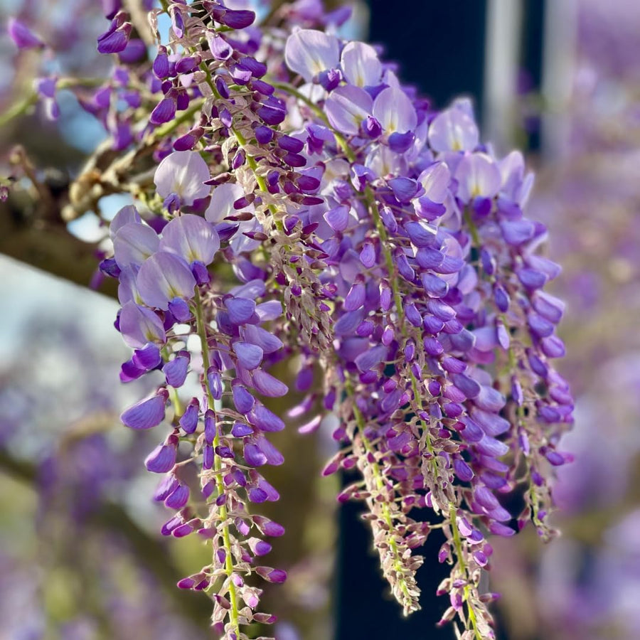 Live Purple Wisteria Live Plant, Climbing Wisteria, Flowering Vine, 6-12 Inch Tall 2.5 Inch Pot for Indoor or Outdoor Planting