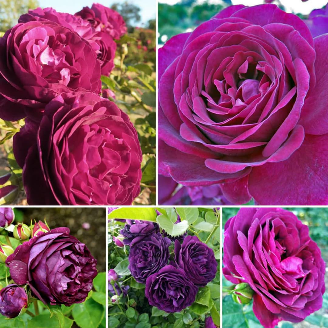 Purple Climbing Rose Live Plant Bare Root, Live Rose Bushes Ready to Plant Outdoor, 7-12 Inc Tall, Well Rooted, Cold Hardy
