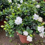 Live White Gardenia Plant, Fragrant Jasmine Gardenia Flower Plant, 5-7 Inches Tall in 3.5 Inch Pot, Well-Rooted, Ready to Grow Indoors or Outdoors
