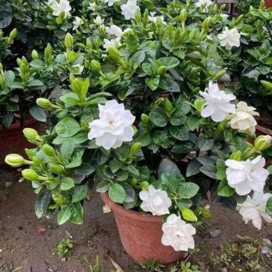 Live White Gardenia Plant, Fragrant Jasmine Gardenia Flower Plant, 5-7 Inches Tall in 3.5 Inch Pot, Well-Rooted, Ready to Grow Indoors or Outdoors