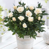 Mini Rose Bush, Miniature Rose Flowers in 3'' Pot, Compact Flowering Rose for Indoor Outdoor Gardens and Containers (White Roses)