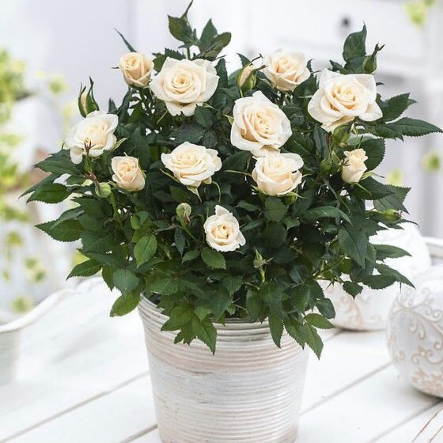 Mini Rose Bush, Miniature Rose Flowers in 3'' Pot, Compact Flowering Rose for Indoor Outdoor Gardens and Containers (White Roses)