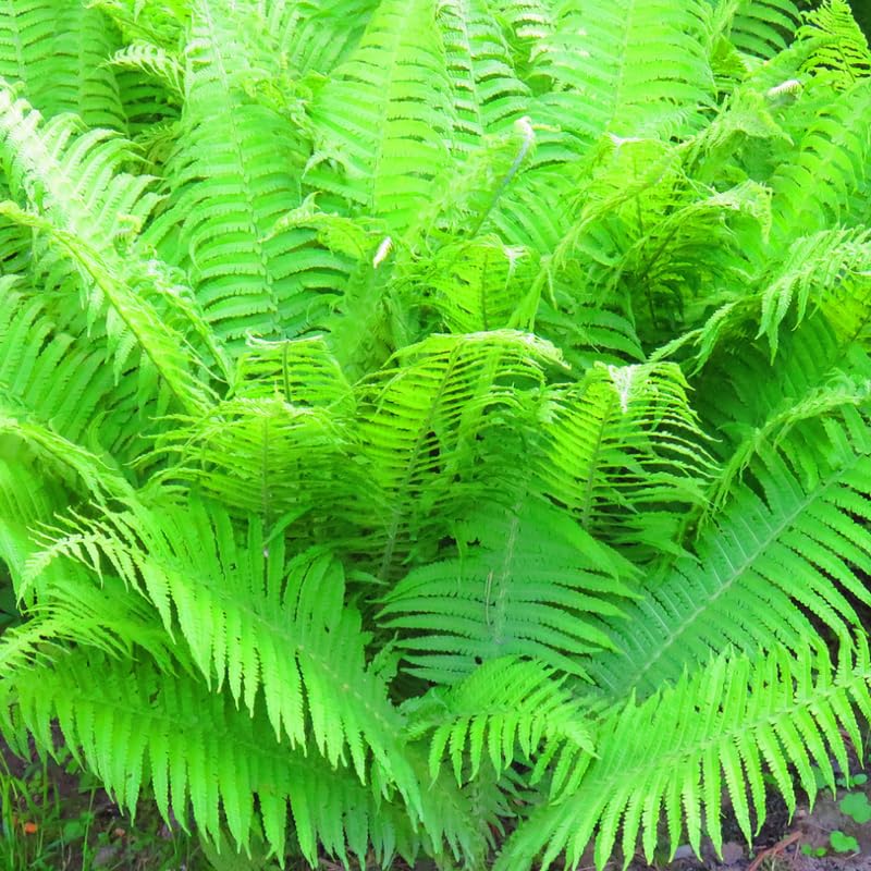 5 Lady Fern Rhizomes Live Plants for Planting, Ferns Live Plants Outdoors Indoors Full Shade, Bare Roots, Fast-Growing