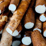 Cassava Yuca Plant Live Potted, Live Cassava Yuca Plant for Growing Indoor Outdoor, 5 to 7 Inc Tall