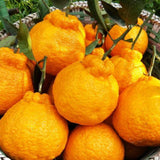 Grafted Ugli Tangelo Tree Plant Live, Ready to Bear Fruit, 3 Feet Tall for Outdoor Gardening, Zones 8-11, Orange Citrus Like