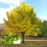 Ginkgo Biloba Tree Live Plant 1 Year Old Seedling, Yellow Maidenhair Tree for Outdoor Planting, 6-10 Inches in Tall in 4" Potted