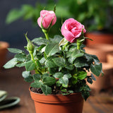 Mini Rose Bush, Miniature Rose Flowers in 3'' Pot, Compact Flowering Rose for Indoor Outdoor Gardens and Containers (Light Pink Roses)