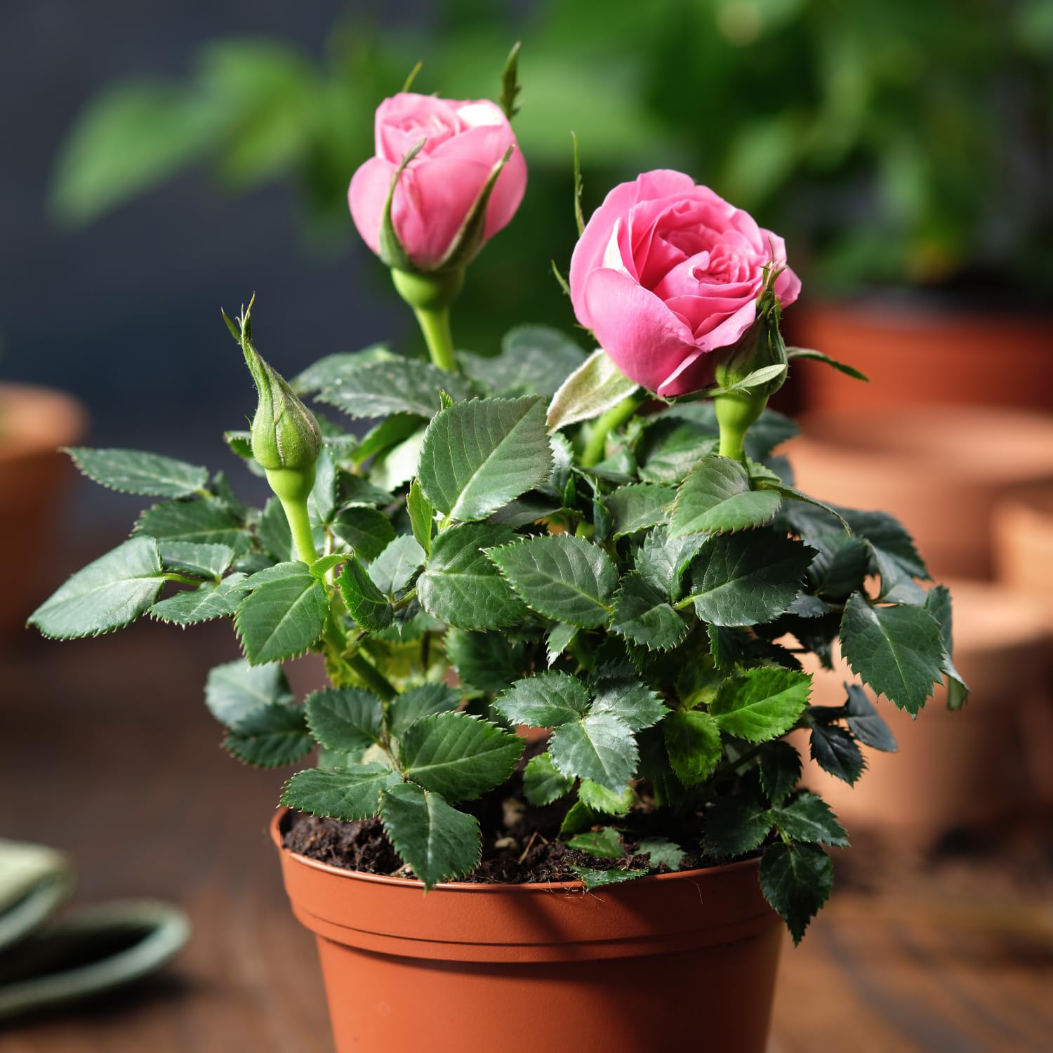 Mini Rose Bush, Miniature Rose Flowers in 3'' Pot, Compact Flowering Rose for Indoor Outdoor Gardens and Containers (Light Pink Roses)