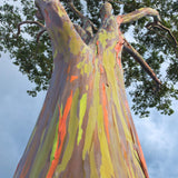 Eucalyptus Plant, Starter Eucalyptus Plant Live in 2.5" Pot, Cold Hardy, Fragrant Foliage, Ready to Grow Indoor Outdoor (Rainbow)