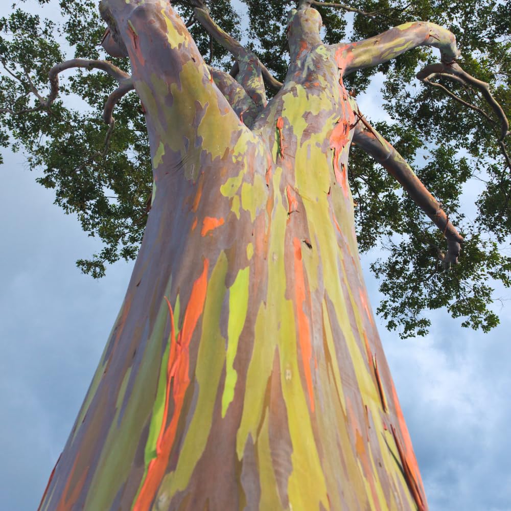 Eucalyptus Plant, Starter Eucalyptus Plant Live in 2.5" Pot, Cold Hardy, Fragrant Foliage, Ready to Grow Indoor Outdoor (Rainbow)