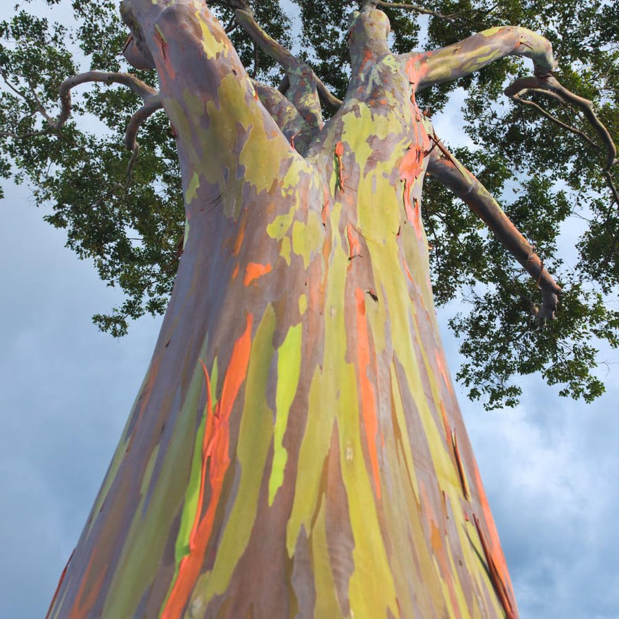 Eucalyptus Plant, Starter Eucalyptus Plant Live in 2.5" Pot, Cold Hardy, Fragrant Foliage, Ready to Grow Indoor Outdoor (Rainbow)