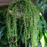 String of Bananas Plant, 4 Inch Pot, String of Bananas Plants Live Potted, Trailing Succulents Plants Live for Home, Garden, Easy Care Live Succulent Houseplant