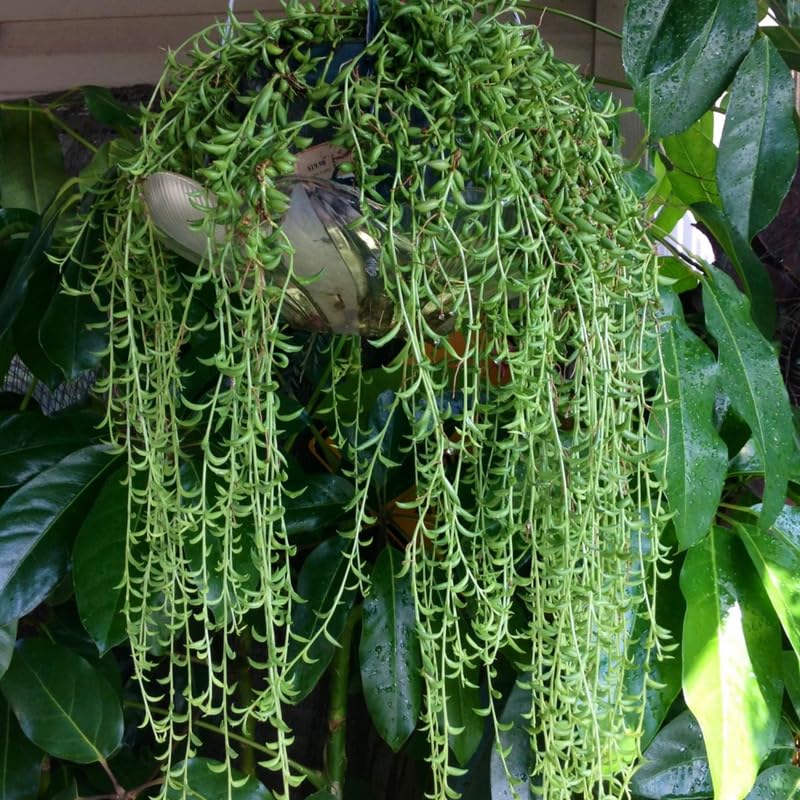 String of Bananas Plant, 4 Inch Pot, String of Bananas Plants Live Potted, Trailing Succulents Plants Live for Home, Garden, Easy Care Live Succulent Houseplant