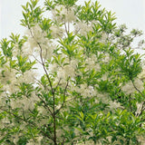 White Fringe Tree Live Plant 8-10 Inches Tall, in Quart Pot, White Fringe Plant Ornamental Shrub for Garden and Yard, Dormant in Winter