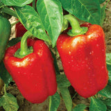 Pack 2 Live Pepper Plants 90 Days Old for Planting, 3 to 5 Inches Tall, Fast Growing, Hot Chili Peppers for Outdoor Growing (Red Knight)