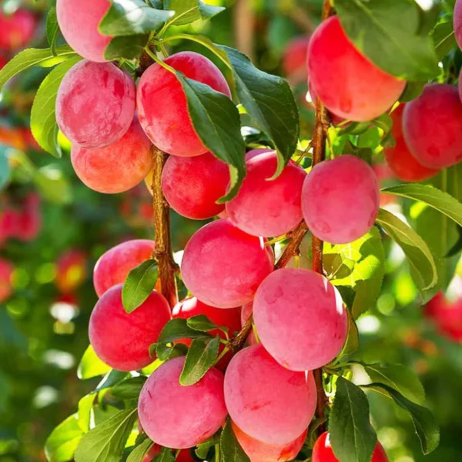 Set 2 Wild Plum Trees Live Plants, 12-24 Inch Tall, Sweet Plum Plant Live for Planting, Bareroots Dormant