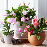 Set 2 Christmas Cactus Plants Live, Hanging Baskets Houseplants, Holiday Cactus Indoor Plants Live Well-Rooted 4-9" Tall, No Pot (Multicolor)