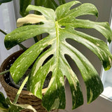 Monstera Plant Live, Rare Tropical Monstera Well Rooted, Live Philodendron Indoor Houseplant 4-8 Inches Ready to Grow (Variegated White Monstera)