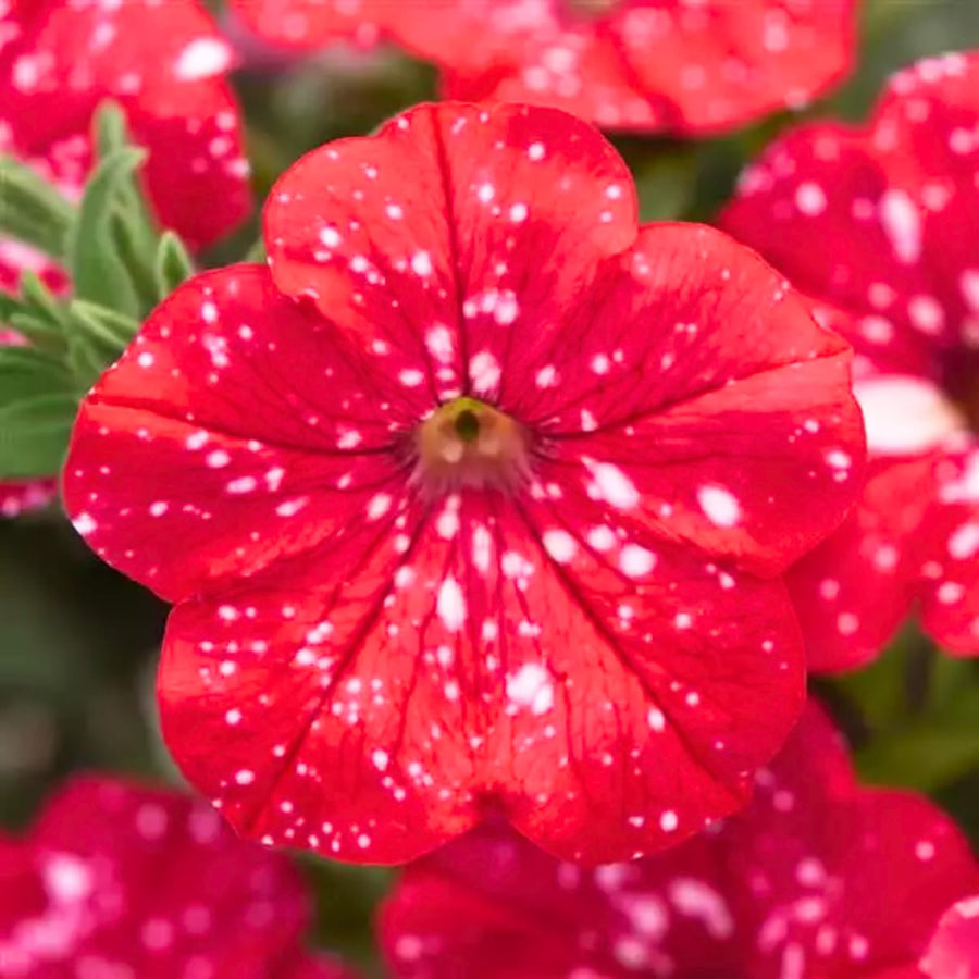 2 Petunia Live Plants, Strawberry Sky Petunia Flowers, Live Petunias Plants Outdoor Indoor, 5-9 Inch Tall
