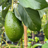 HASS Avocado Tree Live Plant, 8-10 Inches Tall, Hardy Avocado Fruit Tree for Indoor or Outdoor Growing