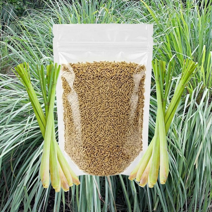 400 Lemongrass Herb Seeds, Culinary Lemongrass Herb Seeds for Home Garden, Patio Pots and Containers