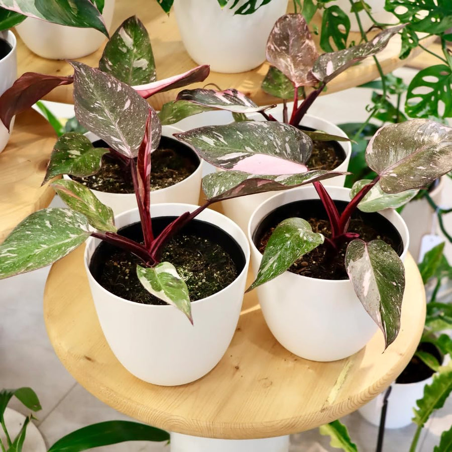 Set 2 Princess Philodendron Live Plants, Rare Variegated Tropical Houseplants, 5-8 Inch Tall Indoor Foliage (Pink Philodendron)