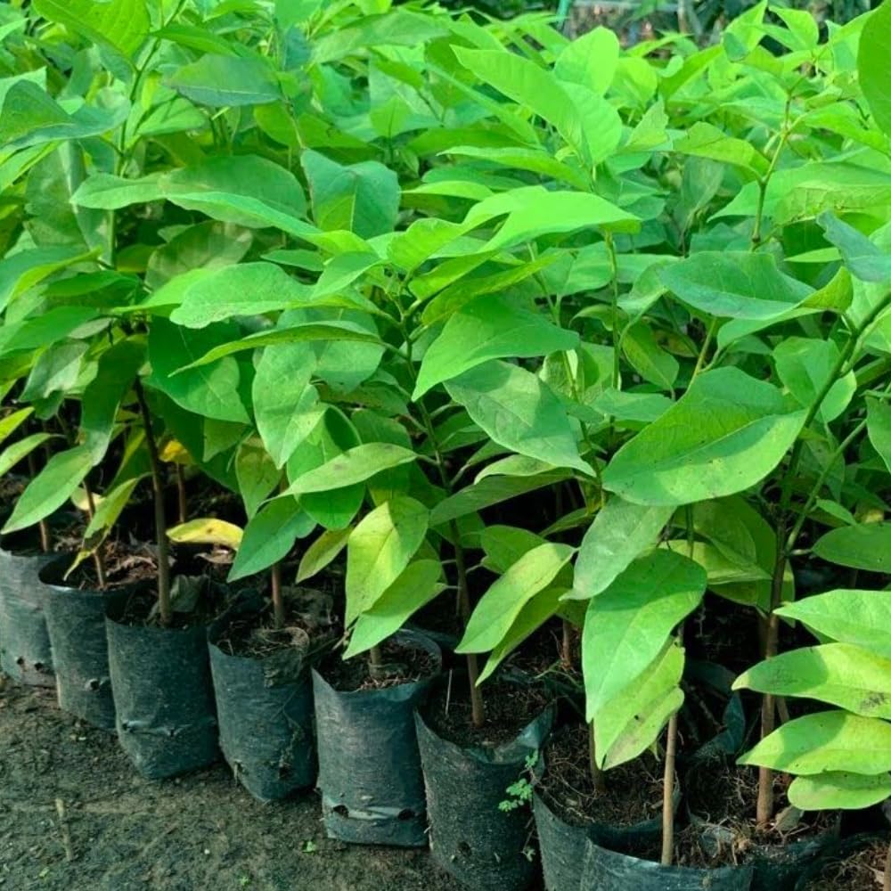 6 Months Old Sugar Apple Plant Live, 6-8" in Tall Potted, Sweet Annona Squamosa Tropical Fruit Tree for Indoor or Outdoor Growing, Zones 9-11