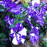 2 Petunia Live Plants, Petunia Flowers, Live Petunias Plants Outdoor Indoor, 5-9 Inch Tall (Random Sky Petunia)