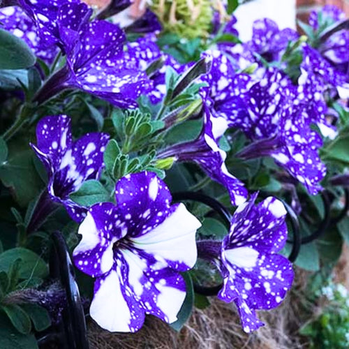 2 Night Petunia Plants Live, Vibrant Flowering Seedlings, 5-9 Inches Tall for Outdoor Spaces, Petunia Flowers