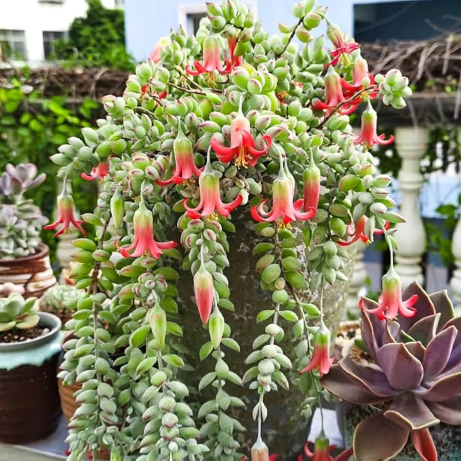 Cotyledon Pendens Live Plant, Rare Trailing Succulent in 2" Pot, Hanging Succulent for Indoor Outdoor Planters