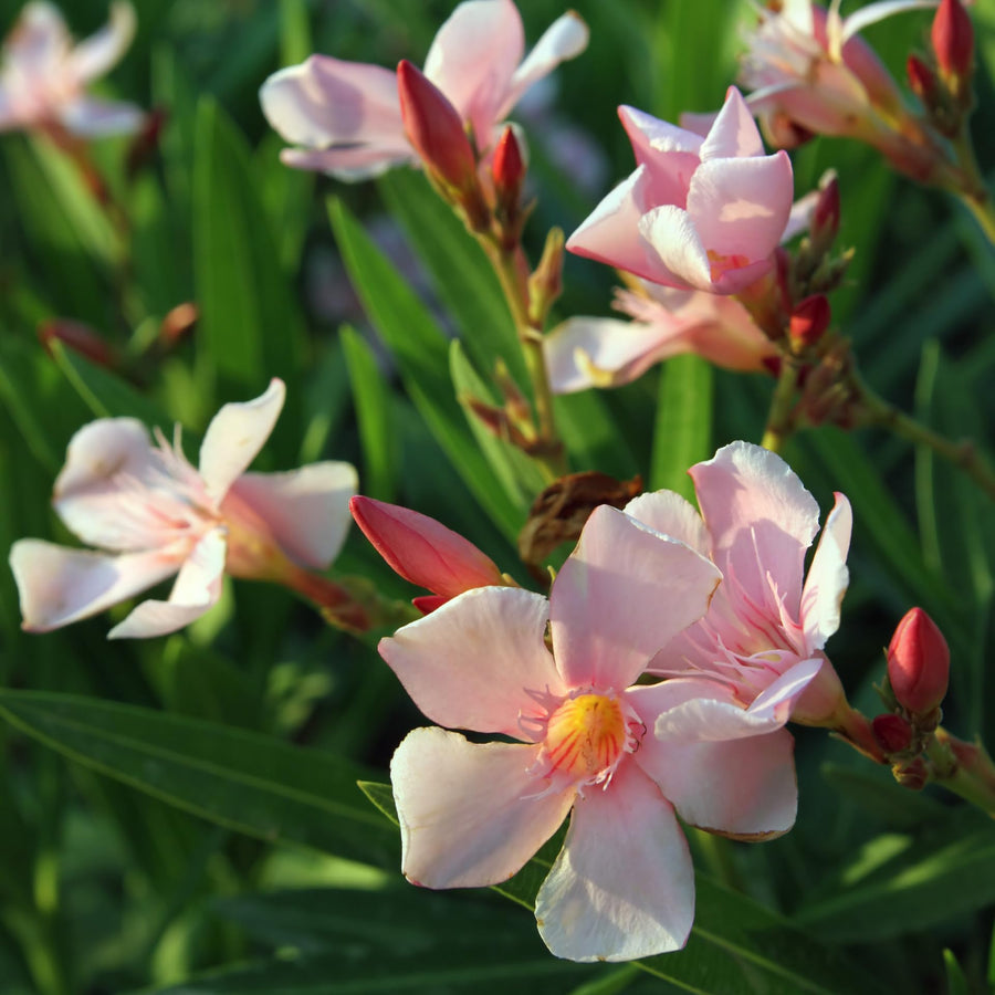 Oleander Plants Live, 2 Small Plants, Live Oleander Flower Plants, Tropical Plant Live Shrub Garden (Salmon)