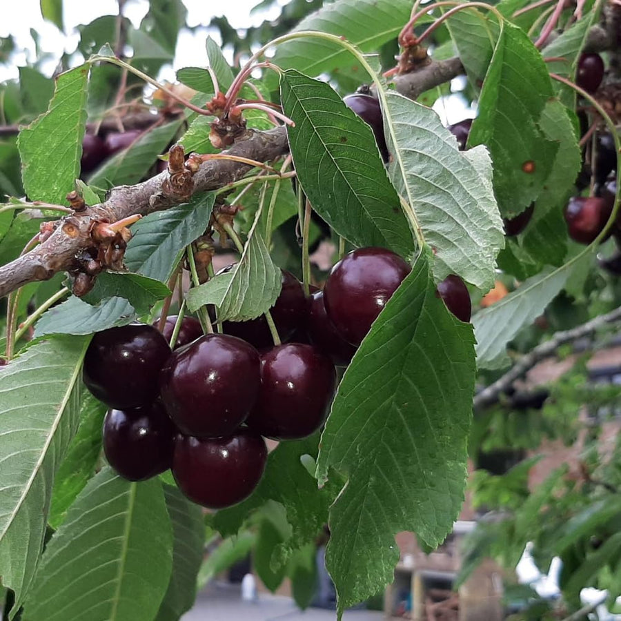 Set 2 Black Cherry Trees Live Plant, Sweet Cherry Plant Live, Wild Black Cherry Tree Plant from 1 Feet Tall
