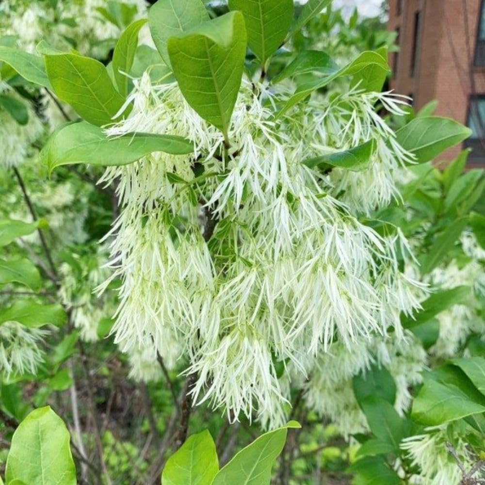 White Fringe Tree Live Shrub 6-10 Inch Tall, White Fringe Plant in Quart Pot, Flowering Tree for Outdoor Spaces, Dormant in Winter