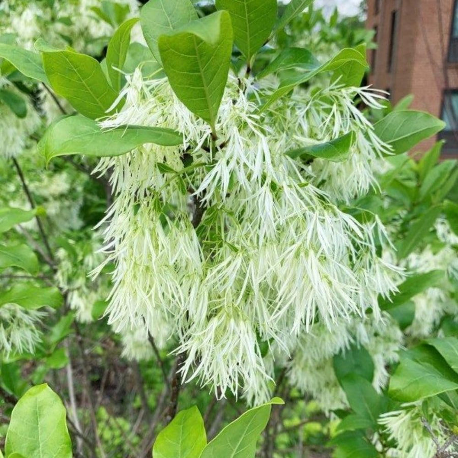 White Fringe Tree Live Shrub 6-10 Inch Tall, White Fringe Plant in Quart Pot, Flowering Tree for Outdoor Spaces, Dormant in Winter