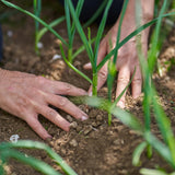 Set 5 Egyptian Walking Onion Plants Live, Heirloom Perennial Plant