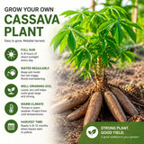 Sweet Yuca Cassava Plant Live, Cassava Plant Well Rooted 4 Inch Pot, Annual Vegetable Roots for Growing