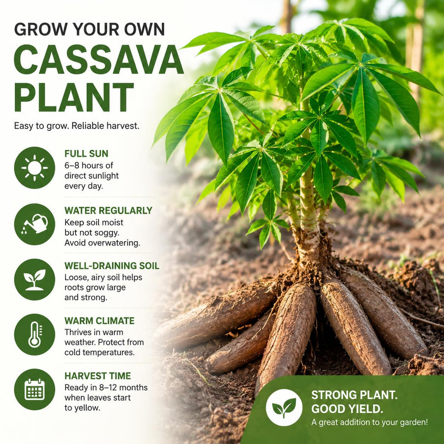 Sweet Yuca Cassava Plant Live, Cassava Plant Well Rooted 4 Inch Pot, Annual Vegetable Roots for Growing