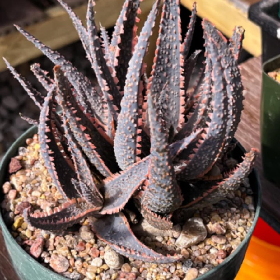 Live Purple Aloe Succulent Plant, 4 Inch Pot for Indoor or Outdoor Home Decor
